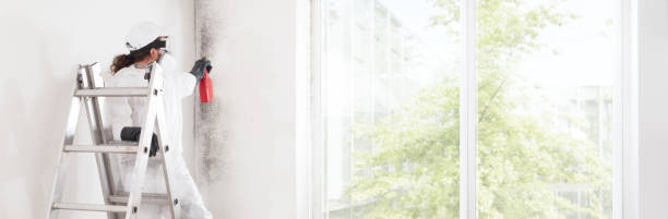 Best Post-Construction Mold Inspection  in Mundelein, IL